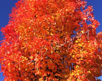 TREE, FALL LEAVES, Photography digital, Rainbow, Autumn leaves, digital photo, fall tree colors, rainbow leaf, country farmhouse decor 5 x 7