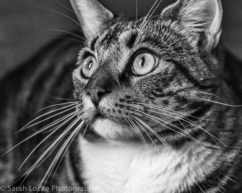 gift for cat lover abstract pet portrait wall decor black and white photography Tabby cat cat print,