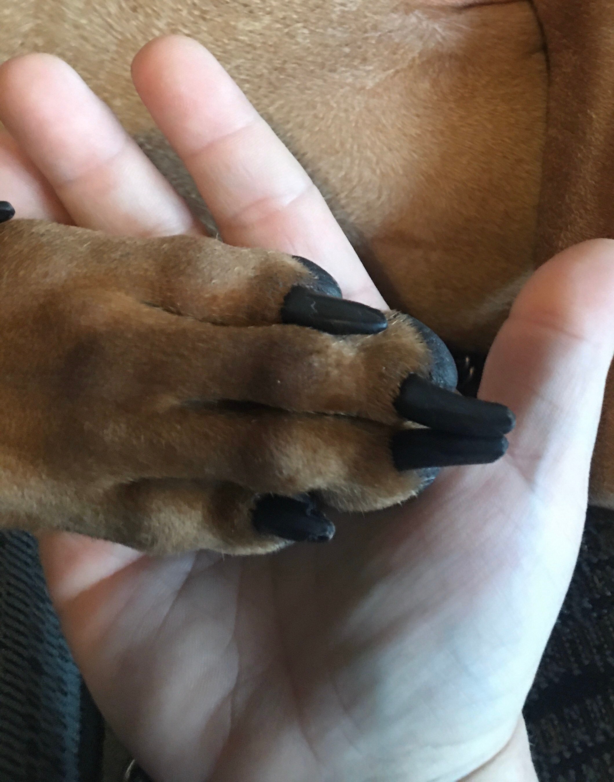 Dog Scratch Board very Long Lasting Etsy Canada