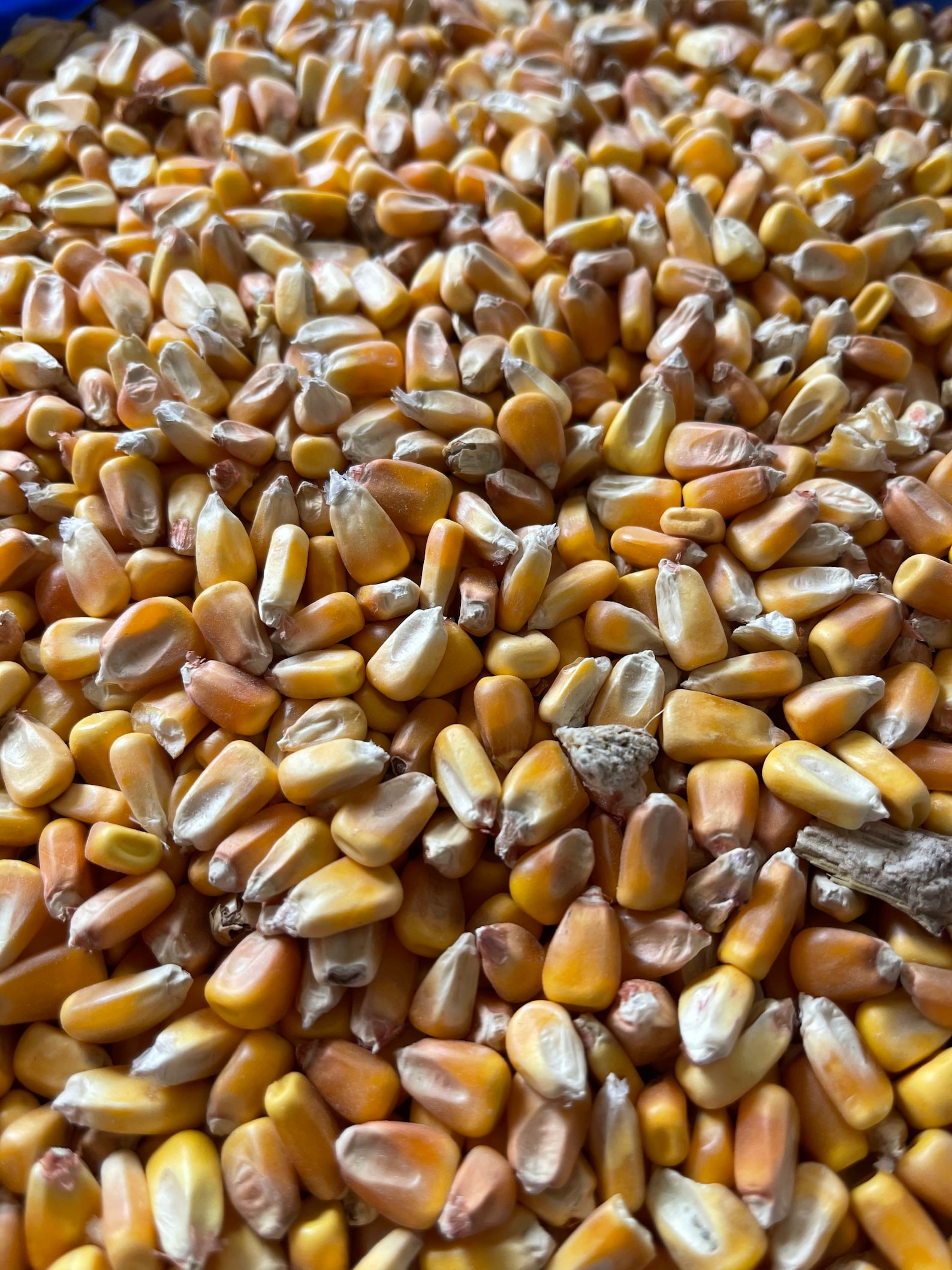 Cornhole Bags plain Bean Bag Toss Set of 8 Corn Filled Etsy