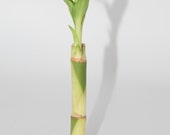 Live Lucky Bamboo 4 quot - Blessings plants, Everlasting plant