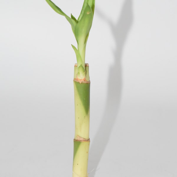 Live Lucky Bamboo plant - Blessings plants, lucky house plant, aquarium plant, terrarium plant, aquascaping plant, easy house indoor plant
