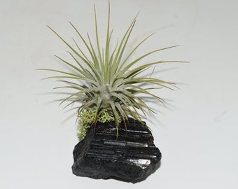 Live Air Plant on Black Tourmaline-Purify Air, Crystal Office plant, desk decor, Live house plants, Home Decor