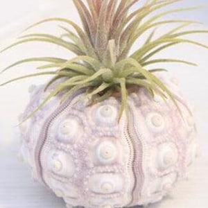 Puede incluir: Una pequeña planta de aire creciendo en una maceta de caparazón de erizo de mar blanco. La cáscara tiene una superficie texturizada con un tono púrpura claro.