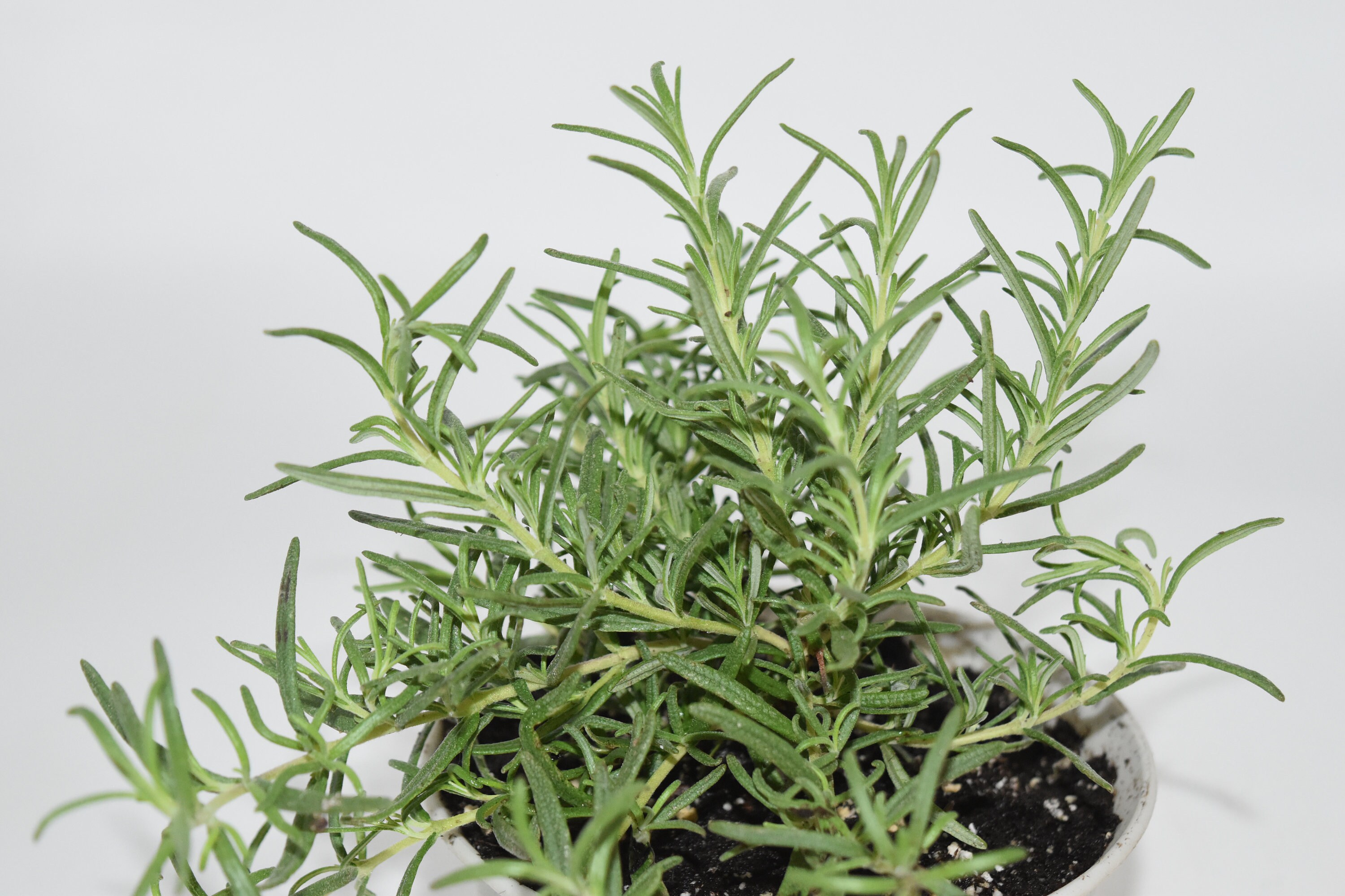 Live Rosemary Plant Common Rosemary Ready to use now. Etsy