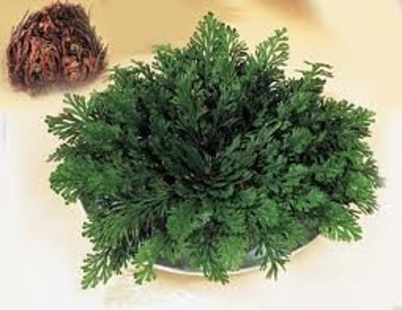 Plant of Resurrection, Rose of Jericho Specialty Plants, Everlasting plant, Live Indoor Plant image 5