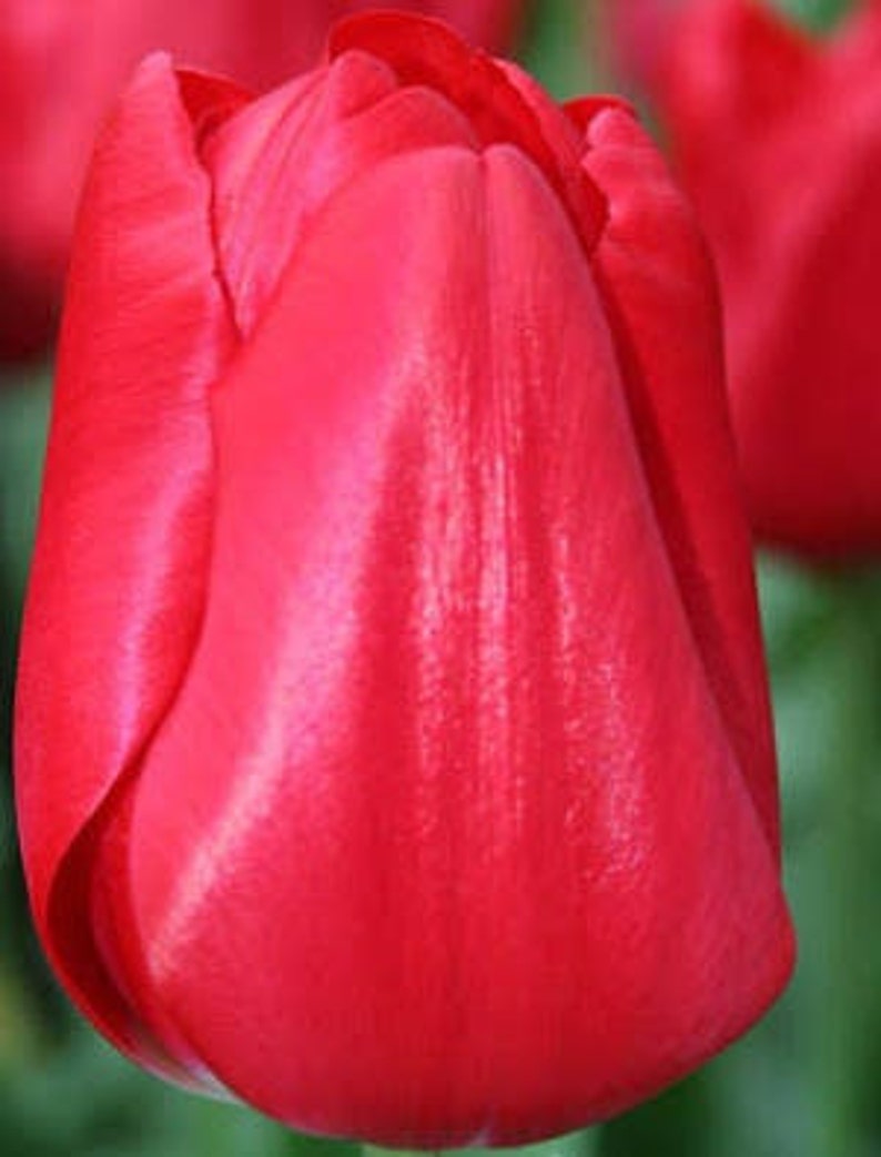 3 Seadov Tulip Plants Beautiful Red Hot Flowers - Etsy
