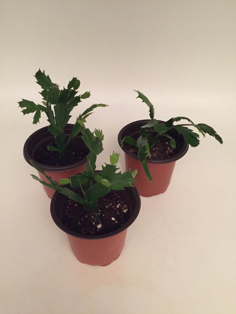 Live Thanksgiving Christmas Cactus Plant Plants Blessings