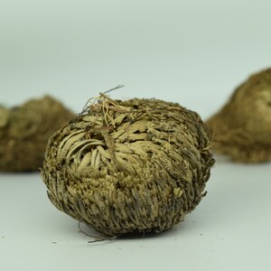 Plant of Resurrection, Rose of Jericho Specialty Plants, Everlasting plant, Live Indoor Plant image 3