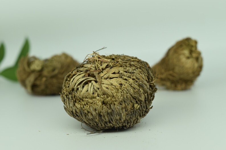 Plant of Resurrection, Rose of Jericho Specialty Plants, Everlasting plant, Live Indoor Plant image 3