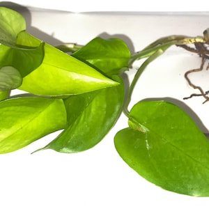 May include: Close-up of a neon green pothos plant cutting with visible roots. The leaves are heart-shaped and have a vibrant, almost glowing appearance. The plant is set against a clean white background, highlighting its fresh, healthy look. Ideal for plant enthusiasts.