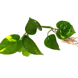 May include: A close-up of a green and yellow variegated pothos plant with roots showing. The plant has heart-shaped leaves and is ready to be potted.