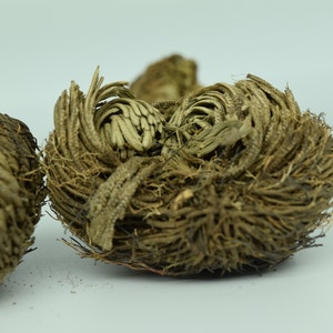 Plant of Resurrection, Rose of Jericho Specialty Plants, Everlasting plant, Live Indoor Plant image 4