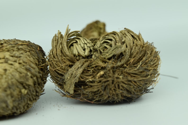 Plant of Resurrection, Rose of Jericho Specialty Plants, Everlasting plant, Live Indoor Plant image 4