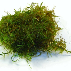 May include: A clump of green moss, a popular choice for aquariums and terrariums.