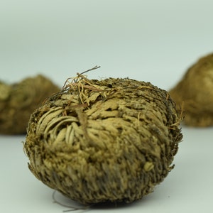 Plant of Resurrection, Rose of Jericho Specialty Plants, Everlasting plant, Live Indoor Plant image 2