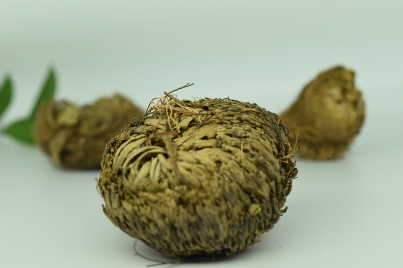 Plant of Resurrection, Rose of Jericho Specialty Plants, Everlasting plant, Live Indoor Plant image 2