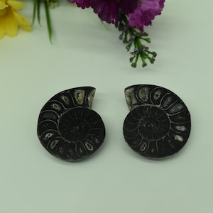 May include: Two black ammonite fossils with a spiral pattern. The fossils are polished and have a smooth surface.