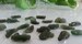 Moldavite 1pc. - , High Vibration Crystal, Gemstones, Rocks, Rock Collection, , 