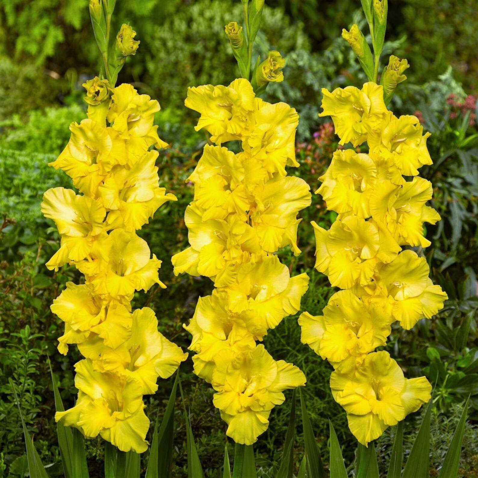 Yellow Gladiolus Bulbs 5 pc Blessings plants Beautiful Etsy