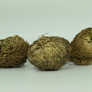 Plant of Resurrection, Rose of Jericho Specialty Plants, Everlasting plant, Live Indoor Plant image 1
