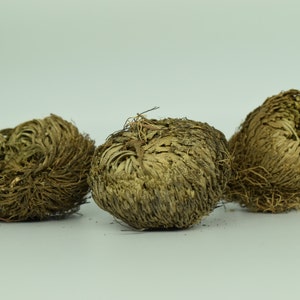 Plant of Resurrection, Rose of Jericho- Specialty Plants, Everlasting plant, Live Indoor Plant