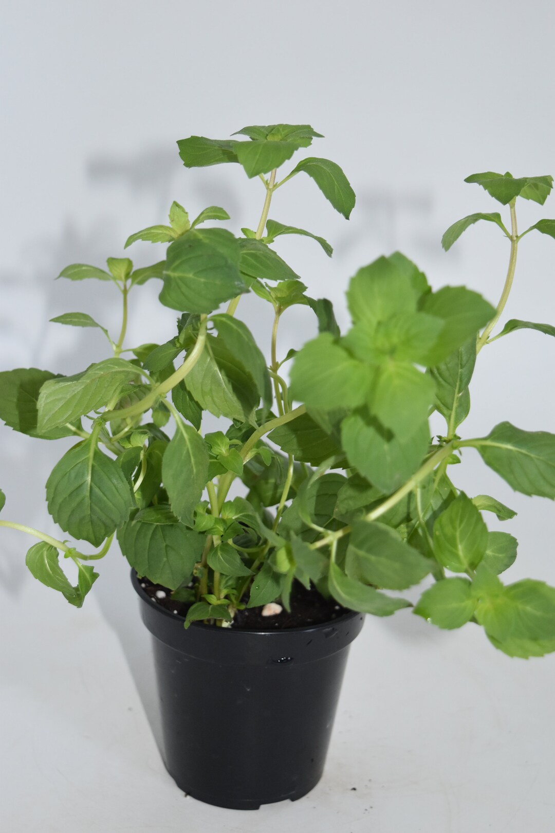 Live 7 Large Ginger Mint Plants Ready to Use Now. Blessings Etsy