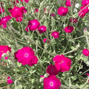 100 Rose Campion Seeds- Hot pink flower seeds