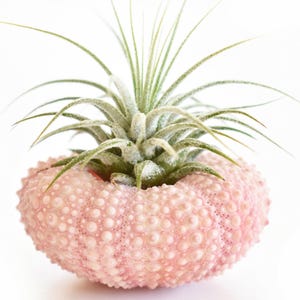 May include: A pink sea urchin planter with a green air plant growing inside.