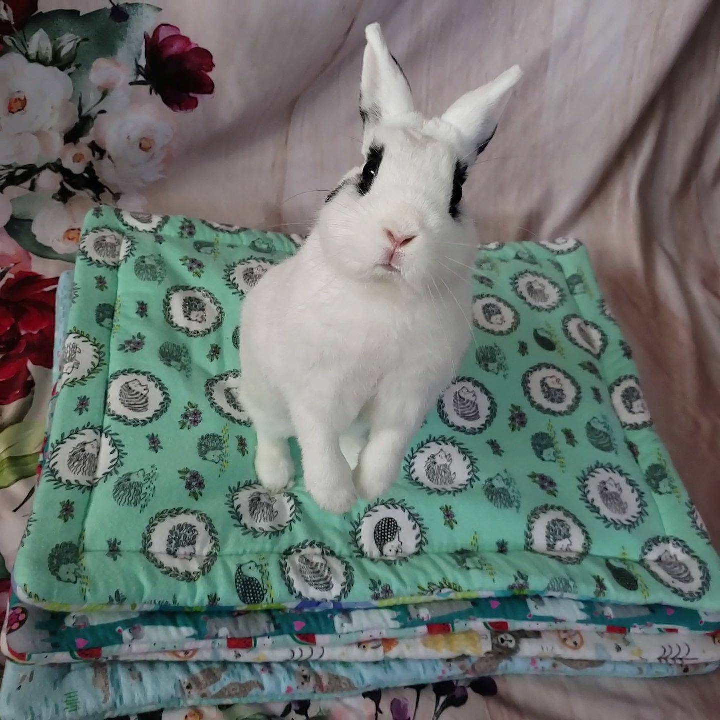 100 Cotton Design your own Bunny Flopping Loafing Pad Reversible 18x22