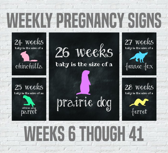 Weekly Pregnancy Signs Baby Size Compared To Animals Weeks Etsy Weekly Pregnancy Signs Baby Size Compared To Animals Weeks Etsy