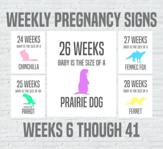 Weekly Pregnancy Signs Baby Size Compared To Animals Weeks Etsy Weekly Pregnancy Signs Baby Size Compared To Animals Weeks Etsy