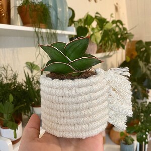 May include: A small green and white snake plant in a white macrame planter with a fringe detail.