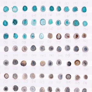 May include: A collection of seventy polished agate slices, each with unique patterns and colors. The slices range from vibrant teal and turquoise to earthy browns and grays. The agates are arranged in rows on a white surface, numbered for identification.
