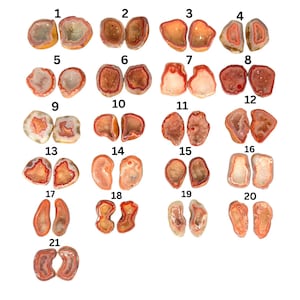 May include: Twenty-one pairs of agate slices, each with a unique pattern of red, orange, and white banding. The slices are arranged in rows of three, numbered 1 through 21.