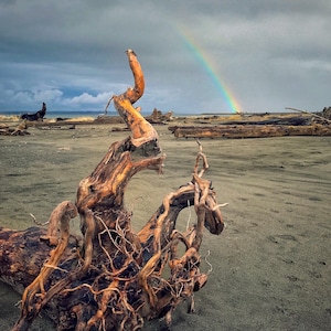 May include: A large, gnarled, weathered driftwood branch with a rainbow in the background. The driftwood is on a sandy beach with other driftwood in the background.