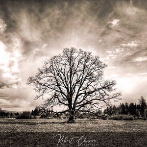 May include: A black and white photograph of a bare tree standing alone in a field with a cloudy sky above. The tree is silhouetted against the sky, and the field is covered in grass. The image is taken from a low angle, looking up at the tree.