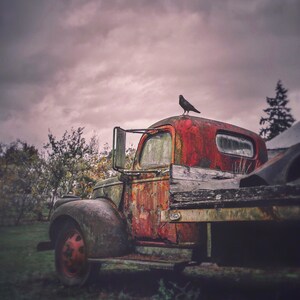 May include: A rusty red vintage truck with a flatbed, parked in a field with a dark cloudy sky. A black bird is perched on the cab of the truck. The truck has a wooden bed and a weathered, rusted exterior.