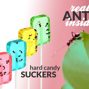Ant Insect Hard Candy Sucker Real Edible Bugs Unique - Etsy