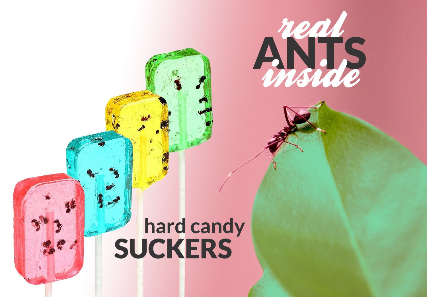 Ant Insect Hard Candy Sucker Real Edible Bugs Unique Gifts - Etsy Ant Insect Hard Candy Sucker Real Edible Bugs Unique Gifts - Etsy