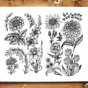 Flores botánicas // Orquídea tamaño A4, tulipanes, pluma y tinta, blanco y negro, zinnia, pensamiento, campanillas, aster, dalia de Menisart
