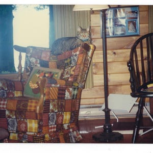 May include: A tabby cat rests on a patchwork armchair in a cozy room. The chair features a variety of fabric patterns in warm colors. A wooden chair and a floor lamp are also visible. A framed picture hangs on the wood-paneled wall.