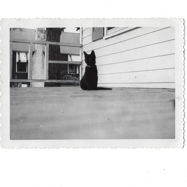 Kitty! Blurry 1950s vintage low-angle snapshot photo of a black cat or kitten on a porch.