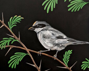 Loggerhead Shrike painting 2 - 8.5 x 11" print from original acrylic painting