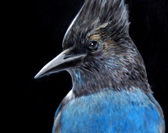 Steller's Jay painting - 8.5 x 11" print from original acrylic painting