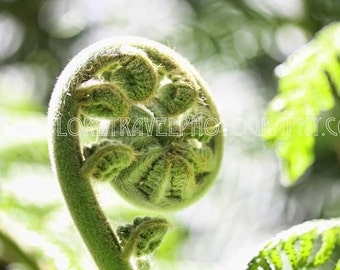 Wall Art Digital Download New Zealand Fern Fine Art Landscape Photography - Instant Digital Download Printable Travel Photography