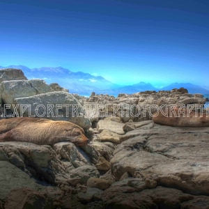 Wall Art Digital Download New Zealand Seals Kaikoura Fine Art Landscape Photography - Instant Digital Download Printable Travel Photography