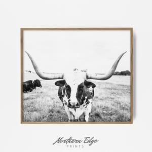 Pode incluir: Fotografia em preto e branco de um touro com chifres longos em pé num campo de relva. O touro está a olhar diretamente para a câmara.