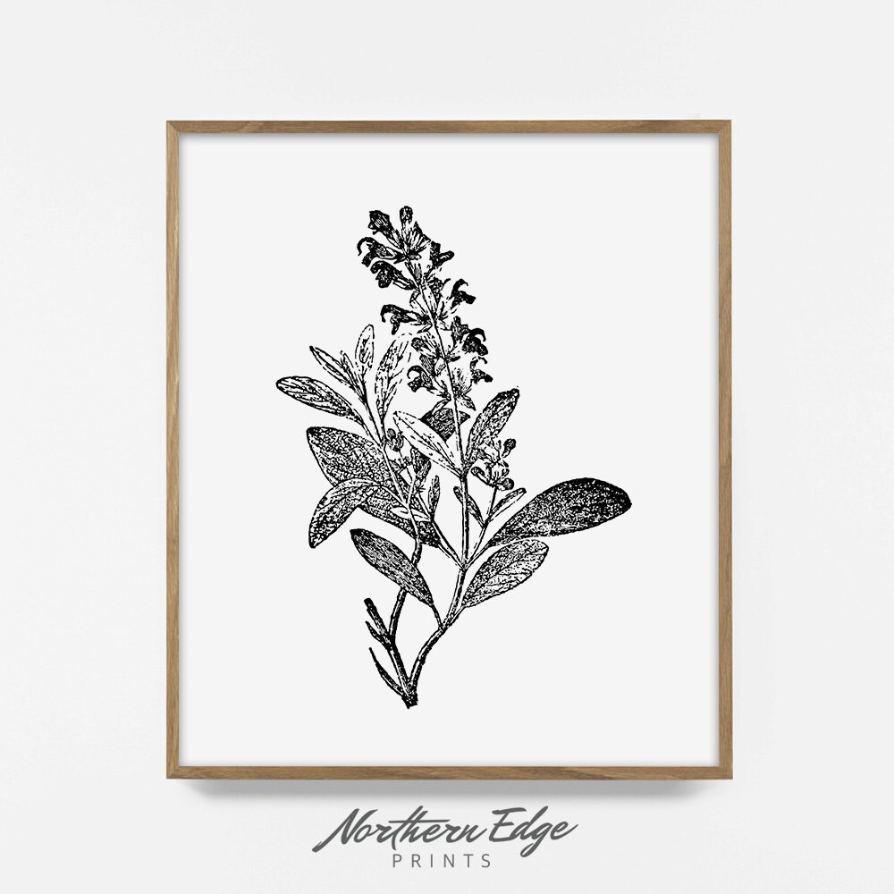 Sage printable print kitchen wall art dill art herb | Etsy