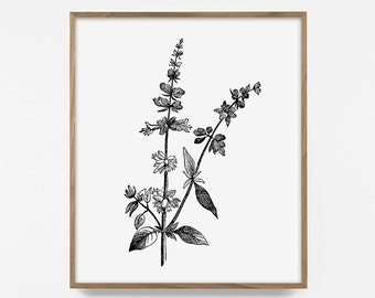 Basil, Printable, Kitchen herb print, kitchen wall art, dill art, herb print, kitchen art decor, watercolor herbs, kitchen herb print, herb